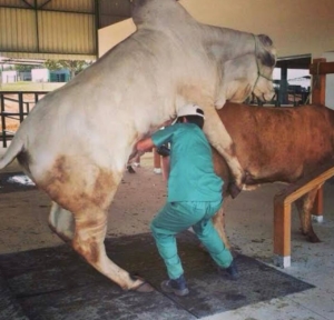 Martinimandate.com vegetarians